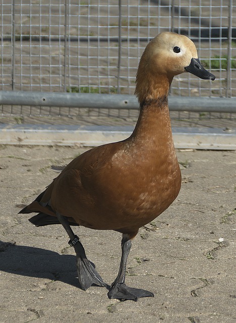 凭借其